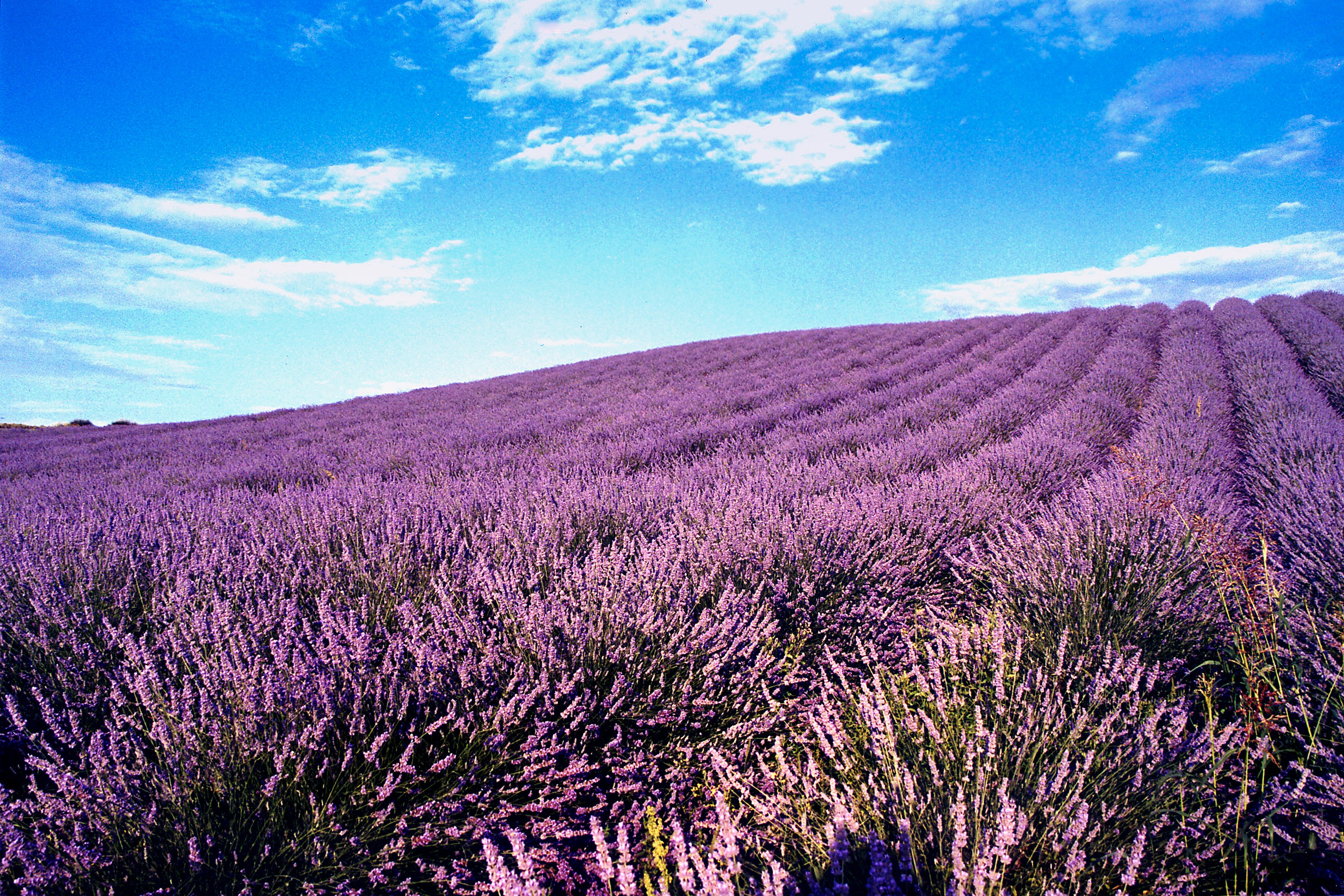 lavanda_.jpg