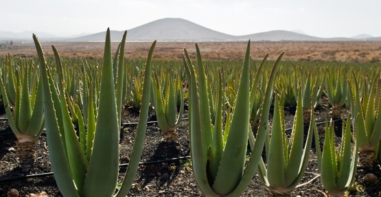 aloe-vera-piantagione-555x287.jpg