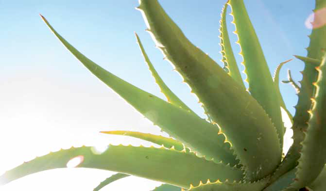 pianta-aloe-vera-barbadensis.png