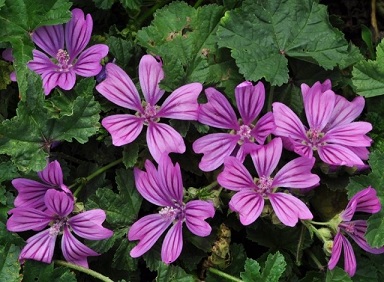 Malva-sylvestris0.jpg