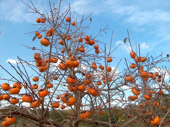 albero-cachi-vaniglia.jpg