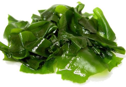 alga-kelp.jpg