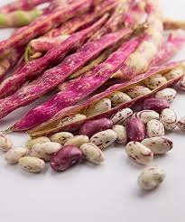 borlotti.jpg