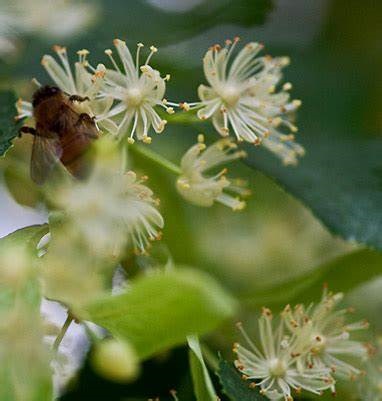 fiori-tiglio.jpg