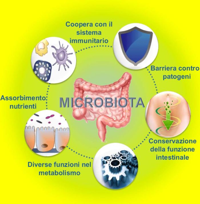 flora-microbiota.jpg