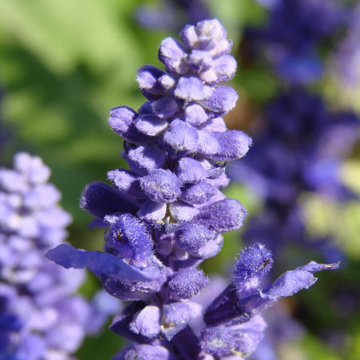 lavanda-bulgara.jpg