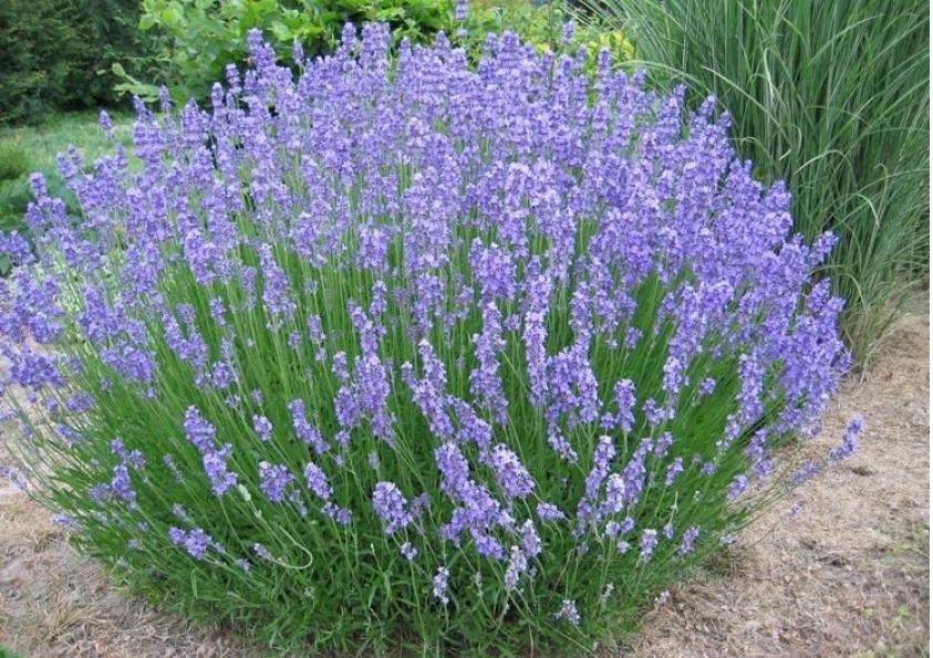 lavanda-r.jpg