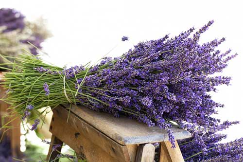 lavanda.jpg