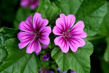 malva-fiore1.jpg