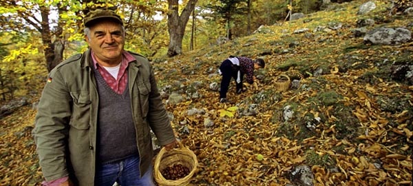 raccolta-castagne.jpg