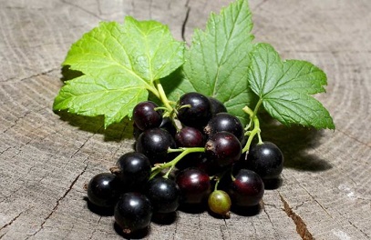 ribes-nero-1.jpg